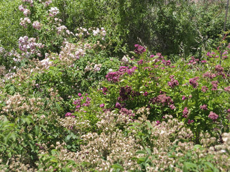 IMG_2540_resize