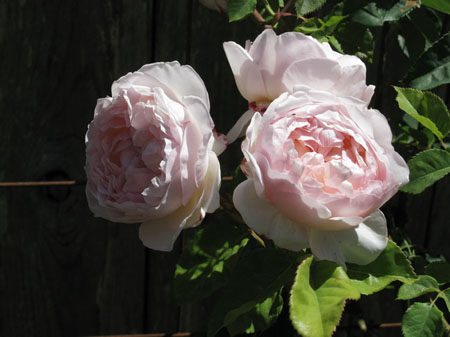 IMG_2561_resize