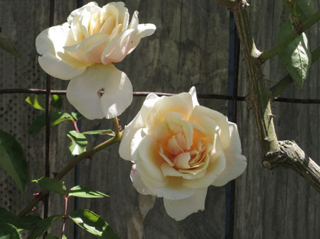 IMG_2563_resize