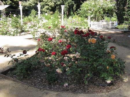 IMG_2581_resize