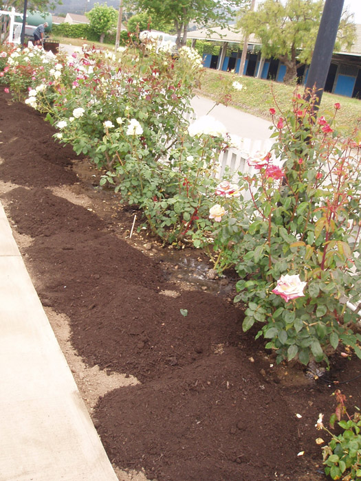 MBRS Rose Garden 3