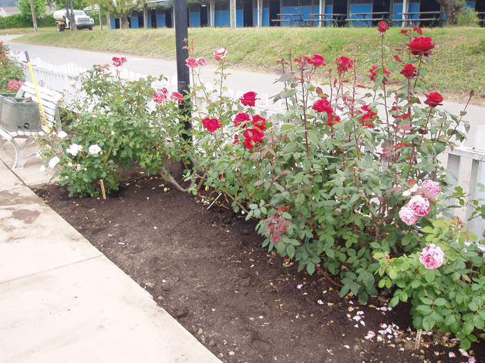 MBRS Rose Garden 4