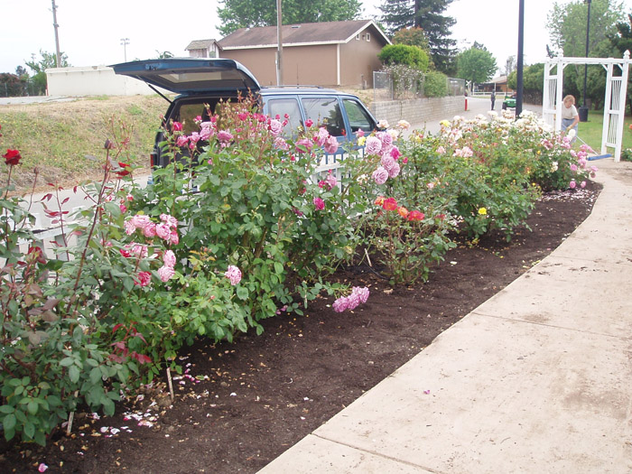 MBRS Rose Garden 5