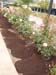 MBRS Rose Garden 3