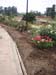 MBRS Rose Garden 7