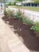 MbRS Rose Garden 2
