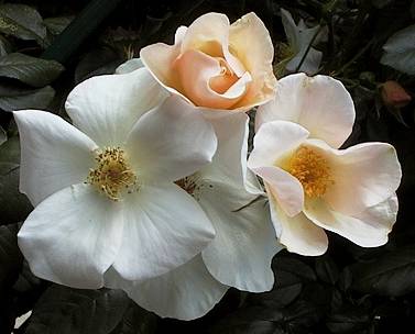 Sally Holmes