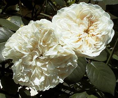 Sombreuil